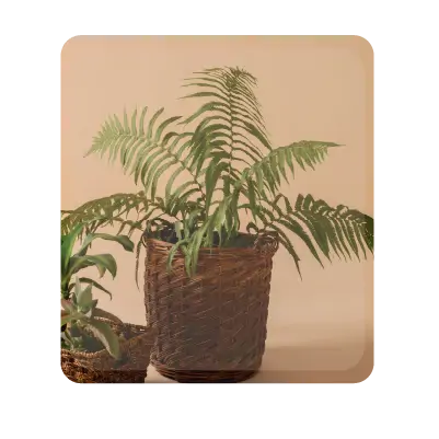 collection-img